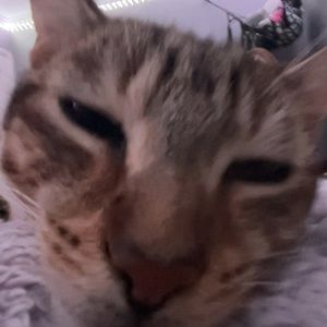 Meet your Posher, Gibson